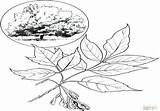 Syrup Maple Coloring Pages Getcolorings Leaf Getdrawings sketch template