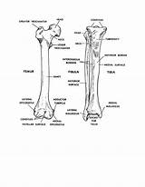 Tibia Femur Fibula Anatomy Anterior Views Figure Basic Human Bones sketch template