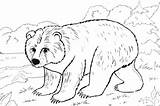 Mewarnai Beruang Menarik Tk Paud sketch template