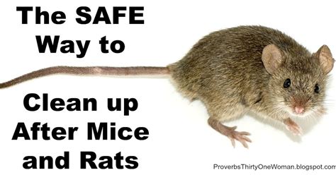 proverbs  woman  safe   clean   mice  rats