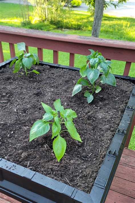 pepper plants grow  rural mom