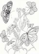 Butterfly Coloring Pages Butterflies Flowers Flower Printable Drawing Kids Sheets Garden Ausmalbilder Frühling Bestcoloringpagesforkids Getdrawings Gif sketch template