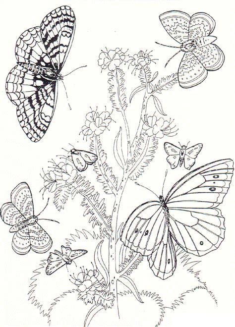 effortfulg flowers  butterflies coloring pages