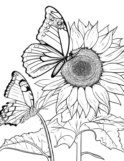 sunflower coloring pages  adults  kids