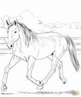 Coloring Horse Pages Horses Warmblood Dutch Printable Morgan Colouring Kids Supercoloring Print Fans Village Activity Collection Available Beautiful Book Categories sketch template