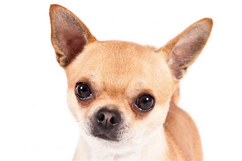 chihuahua dog breed information american kennel club