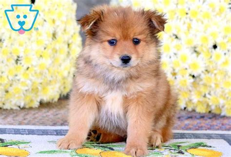 featuring   popular mini dog breeds   mini puppies