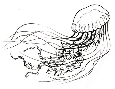 jellyfish coloring page printable kamalche