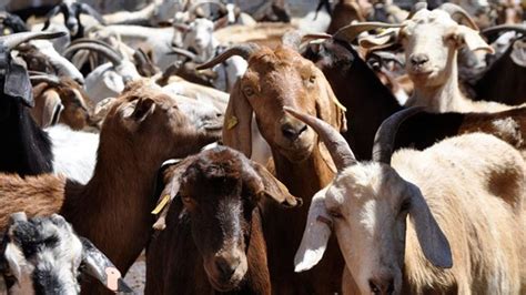 thousands  goats killed  mexican town  sake  tradition  local mole dish fox news