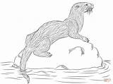 Lontra Disegno Colorare Otter River sketch template