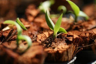 orchid seed germination   grow  orchid  seed