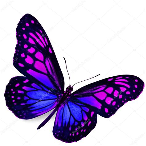 Mariposa Púrpura Fotografía De Stock © Thawats 41546429 Depositphotos