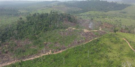 secondary forests provide deforestation buffer   growth primary
