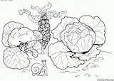 Kapusta Cabbage Colorare Colorkid Verduras Chou Kolorowanka Verdure Huerta Cavolo Repolho Repollo Warzywa Disegni Kolorowanki Colorier Concombre Radis Bambini Pepinos sketch template