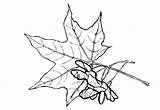 Maple Coloring Seeds Leaves Colorkid sketch template