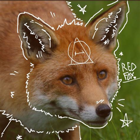 fox therian pfp fox pictures red fox fox artwork