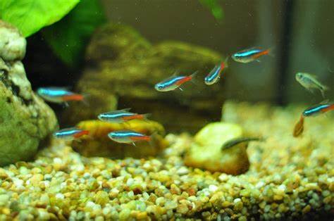 Neon Tetra Fish Facts, Care, Disease, Breeding, Tank Mates, Pictures