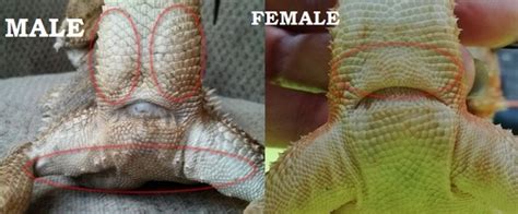 how to tell the gender of a bearded dragon full guide