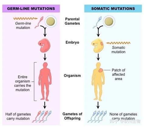 体细胞突变是什么（somatic Mutation）？ 知乎
