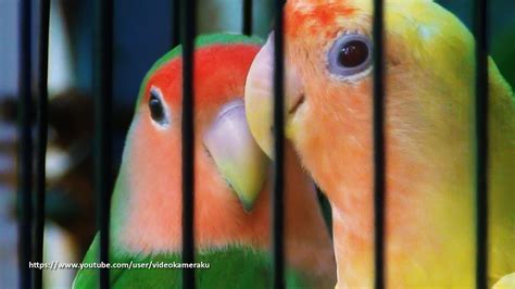 Peach Faced Lovebird Sounds 4 Hours Wild Green And Lutino