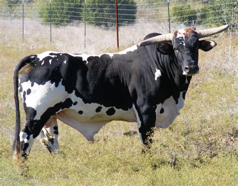 bull cow facts and pictures all wildlife photographs