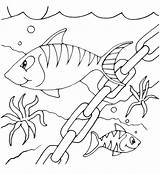Pesci Peixes Riscos Mewarnai Binatang Oceano Animais Peixinhos Ayo Qdb sketch template