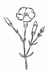 Carnation Coloring Pages Printable Crimson Carnations Supercoloring Kids Flower Farran Drawings Categories sketch template