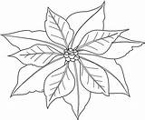 Poinsettia Nochebuena Pascua Coloringhome sketch template