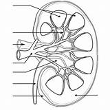 Kidney Beschriften Anatomie Labeling Kidneys Nephron Niere Ausmalen Physiology Urinary Renal Studying Diagrams Herz Fur Farben Biologycorner Biologie Physiologie Zapisano sketch template