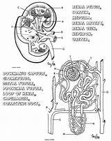 Kidney Nephron Anatomy Libretexts sketch template