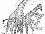 Savanna Animals Coloring Pages Colorings Getcolorings Printable African sketch template