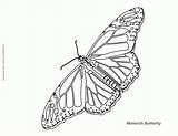Coloring Butterfly Monarch Pages Popular Cycle Life sketch template