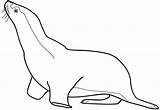 Seal Hungry Coloring sketch template