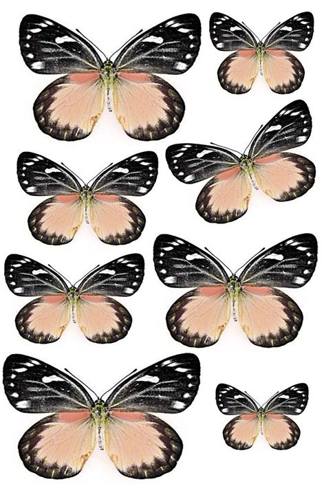 swirlydoos forums images graphics butterflies butterfly