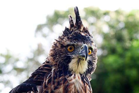 ornate hawk eagle spizaetus ornatus flickr photo sharing