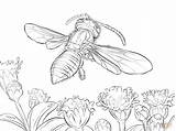 Coloring Wasp Getdrawings sketch template