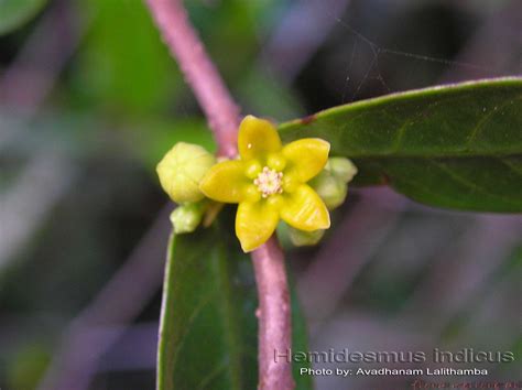 medicinal plants hemidesmus indicus nannari sugandhipala anantamul kshirini