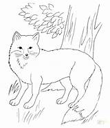 Fox Coloring Pages Red Arctic Realistic Printable Fantastic Mr Forest Drawing Animal Colouring Color Terry Draw Drawings Getcolorings Colori Cartoon sketch template