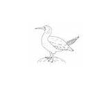 Footed Booby sketch template