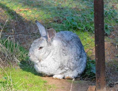rabbit enthusiasts hopping to big ears for vaccination day the