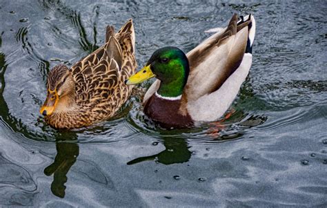 mallard ducks  stock photo public domain pictures
