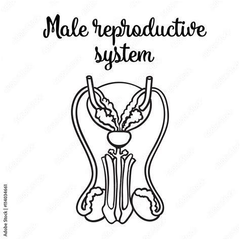 Vecteur Stock Male Reproductive System Vector Sketch Hand Drawn