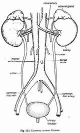 Excretory System Diagram Human Drawing Zoology Kidney Urinary Coloring Worksheet Sketch Beings Getdrawings Template sketch template