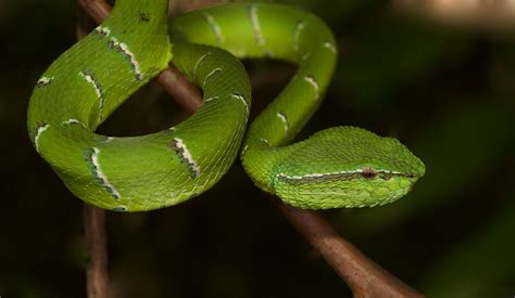 viper aus dem tropischen regenwald von borneo foto bild tiere