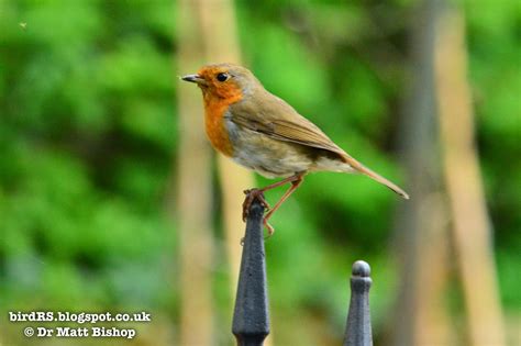 birdrs  rise  fall   fledgling robin