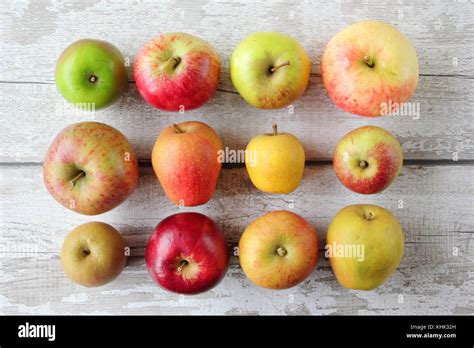 english apple varieties  res stock photography  images alamy