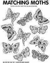 Moth Coloring Match Pages Crayola Moths Preschool Crafts Printable Worksheets Print Life Kids Color Thanksgiving Find Printables Cycle Craft Matching sketch template