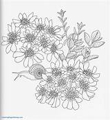Coloring Hydrangea Pages Print Getdrawings Getcolorings sketch template