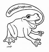 Frogs Frog sketch template