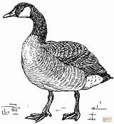 Coloring Pages Goose Canada Printable Drawing sketch template